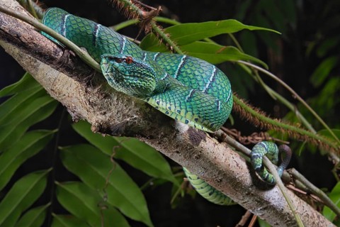 North Philippine Temple Pit Viper