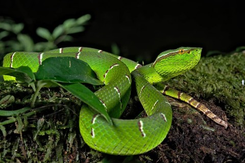 North Philippine Temple Pit Viper
