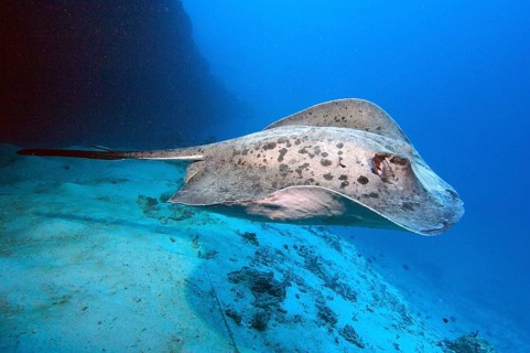 Black-spotted stingray