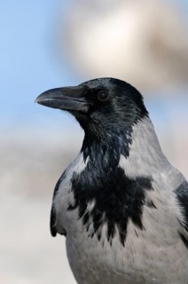 Hooded Crow