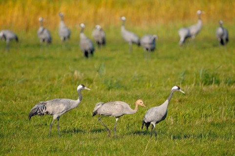 Cranes