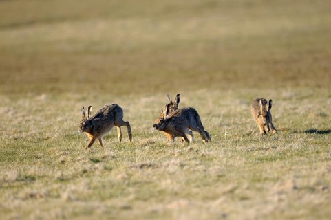European brown hare