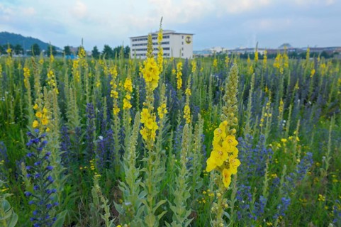 Large-flowered Dense-flowered mullein