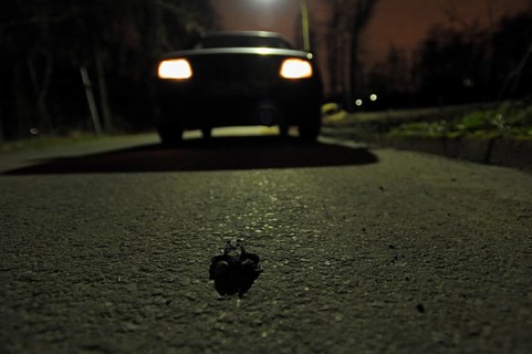 Common toad