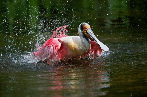Roseate spoonbill