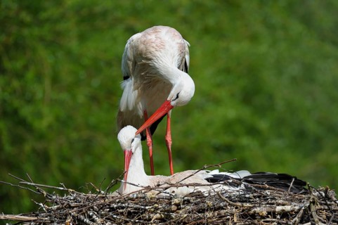 White stork