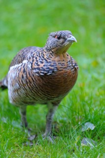 Western capercaillie