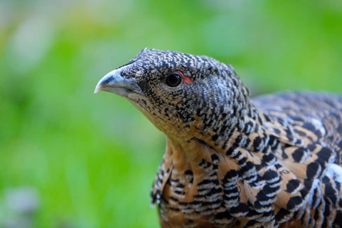 Capercaillie