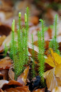 Sprouting Lycopodium