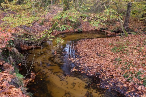 Rotbach