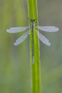 Common rush damselfly