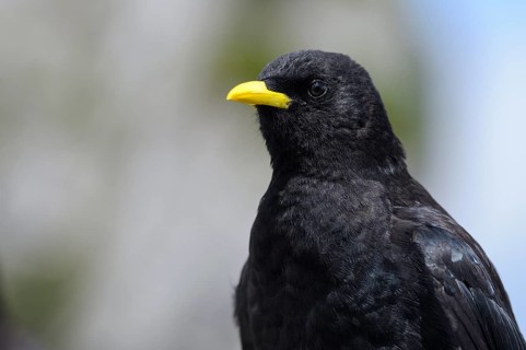 Alpine chough
