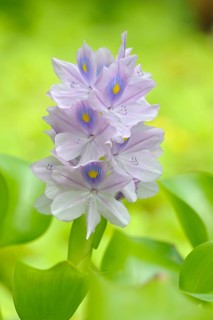 Thick stemmed Common water hyacinth