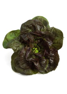 French lettuce called Rougette