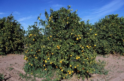 Citrus sinensis