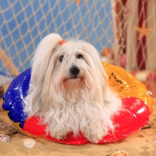Coton de Tulear