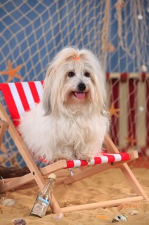Coton de Tulear