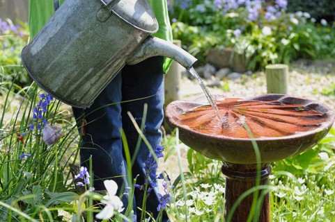 Gardener using metal watering can to top up garden birdbath