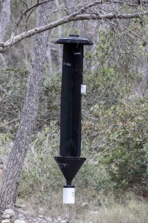 A forest pest Crosstrap