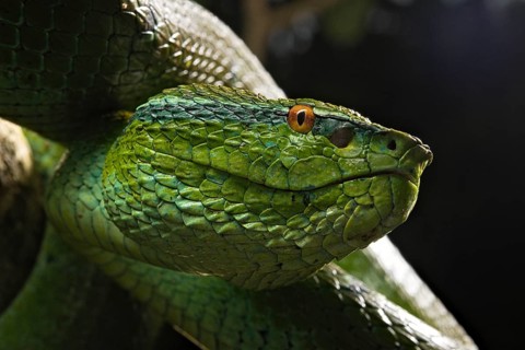 North Philippine Temple Pit Viper