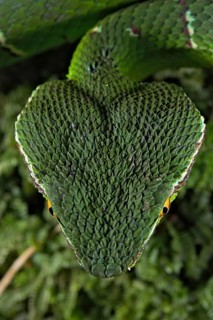 North Philippine Temple Pit Viper
