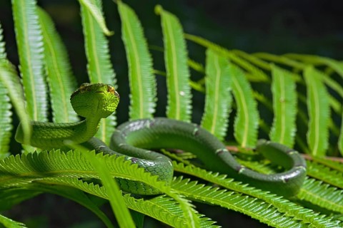 North Philippine Temple Pit Viper