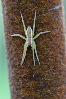 Banded hunting spider