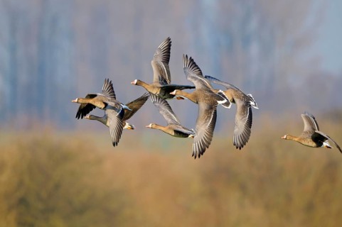 White-fronted geese