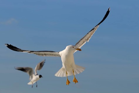Herring Gull