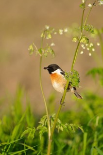 Stonechat