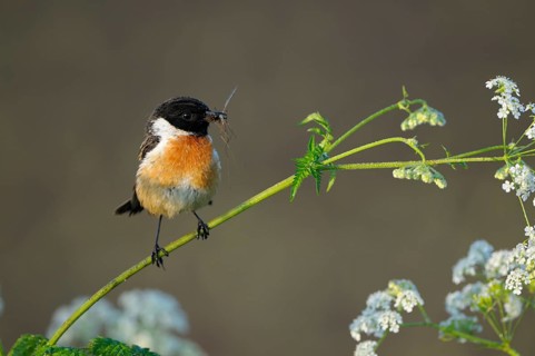 Stonechat