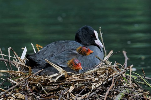 Eurasian Eurasian Eurasian Eurasian Eurasian Eurasian Eurasian Eurasian Eurasian Coot