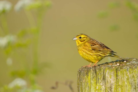 Yellowhammer