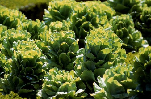 Lettuce