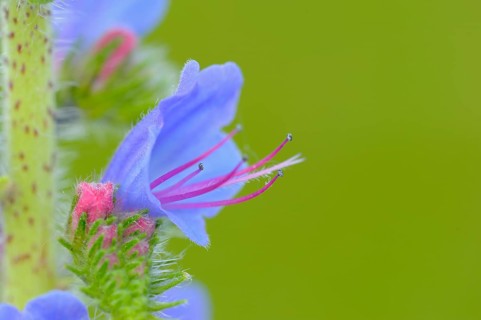 Common viper's bugloss