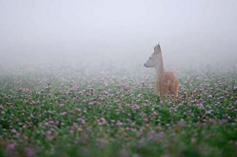 Roe deer