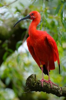 Scarlet Ibis