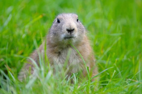 Black-tailed Prairie Dog