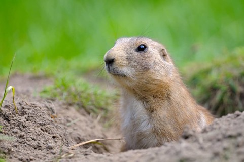Black-tailed Prairie Dog