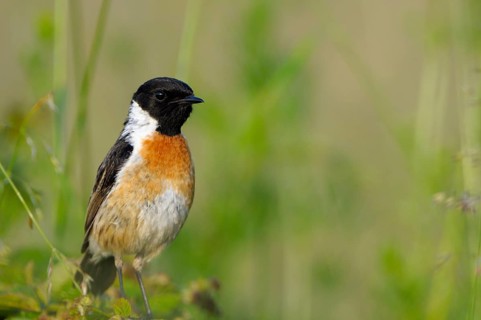 Stonechat