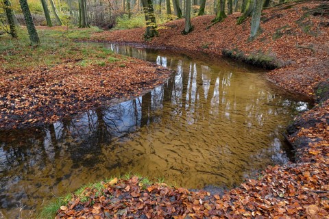 Rotbach