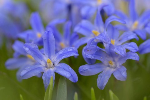 Two-leaved blue star