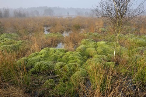 Morning atmosphere in the bog