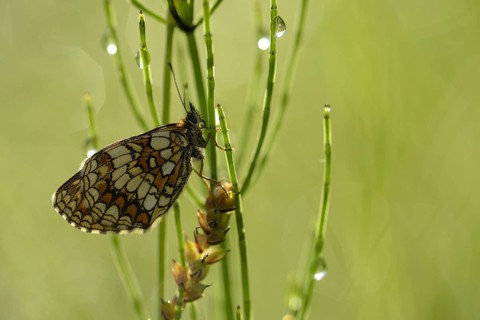 Common fritillary