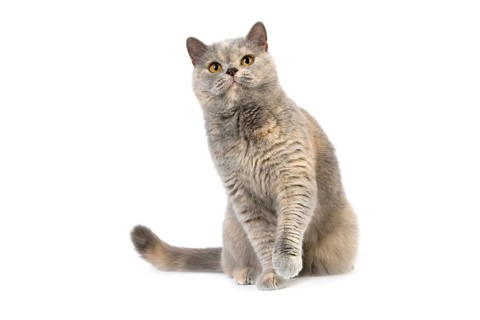 BLUE CREME BRITISH SHORT HAIR CAT