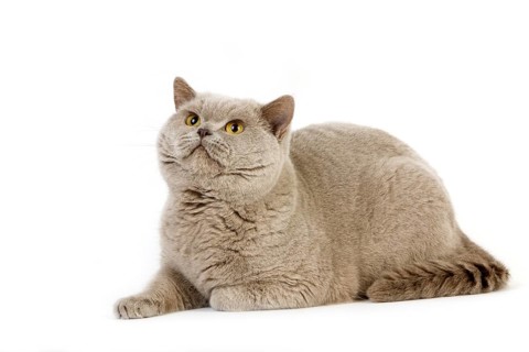 Purple British Shorthair domestic cat