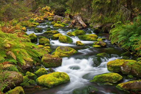Mossy boulders in Njupan stream