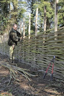 Man constructing traditional wattle willow-weave fence