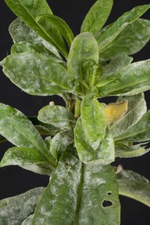 Powdery mildew developing on the leaves of sweet william