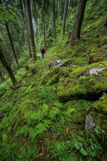 Hiker on hiking trail in forest